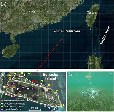 Dynamics of O2 and pCO2 in a Southeast Asia seagrass meadow: Metabolic rates and carbon sink capacity